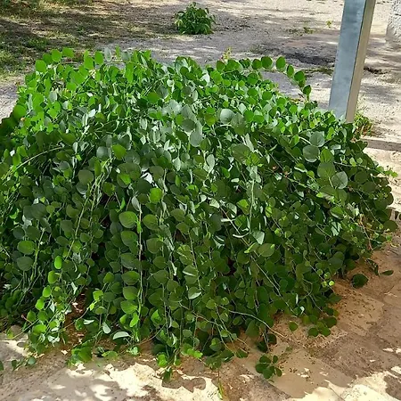 In Pietra Locorotondo