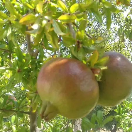 In Pietra Locorotondo