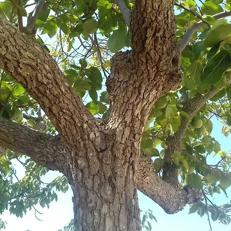 In Pietra
